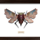 Illustration for article titled Litter Bugs: Creatures Made From Our Cast-Offs